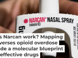 Naloxone competes with opioids for the same receptor on the surface of neurons. Matt Rourke/AP Photo
